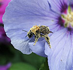 Bumblebee at hibiscus bush 1.