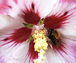 Bumblebee at hibiscus bush 2.