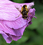 Some fly at hibiscus bush 1.
