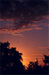 Copper sunrise with bird and clouds.