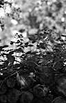 Blackberry bushes