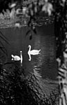 Swans 1
