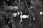 Swans 2