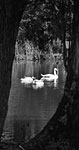 Swans 3