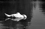 Swans 4