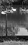 Swans 5